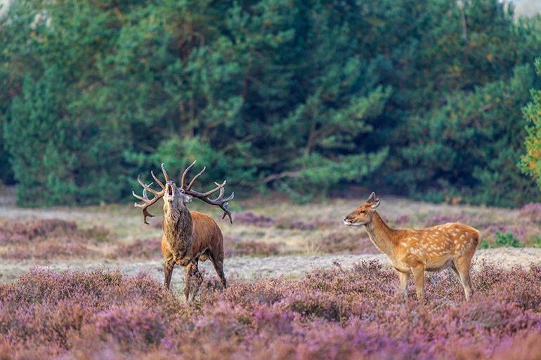 Natuurgids Veluwe